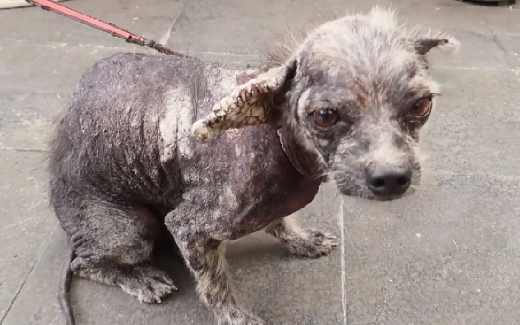 流浪狗全身溃烂,兽医建议直接安乐死,结果却让人出乎意料