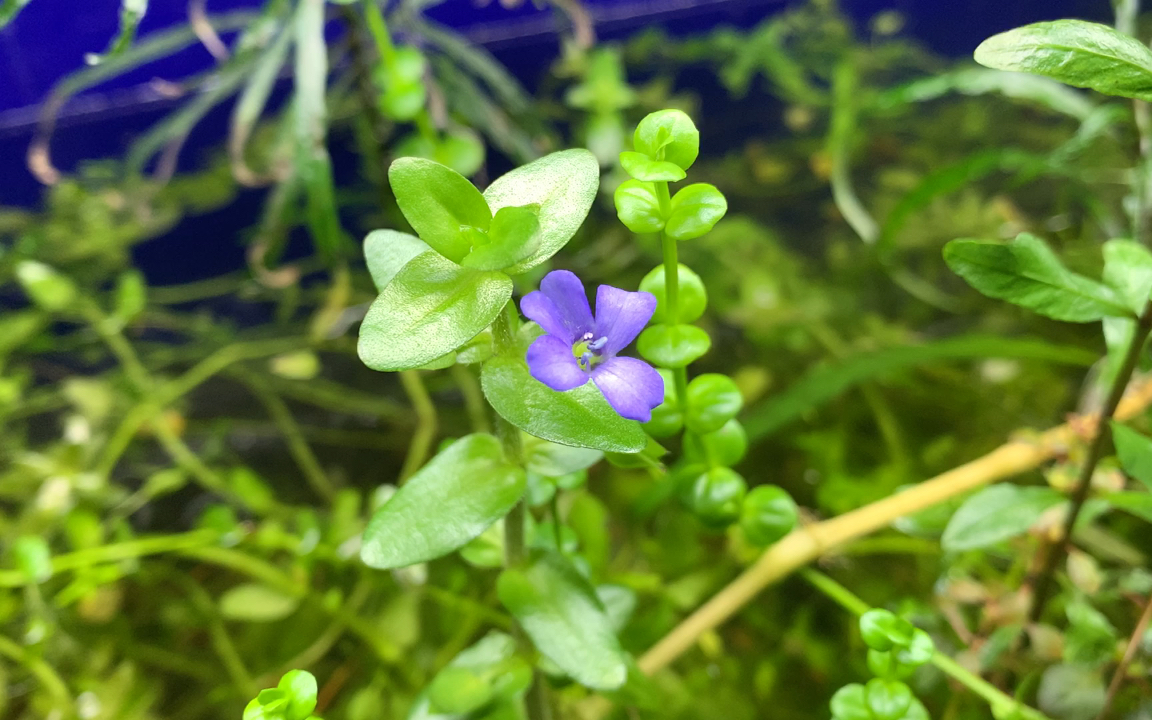 [图]虎耳水草的水上叶开花咯