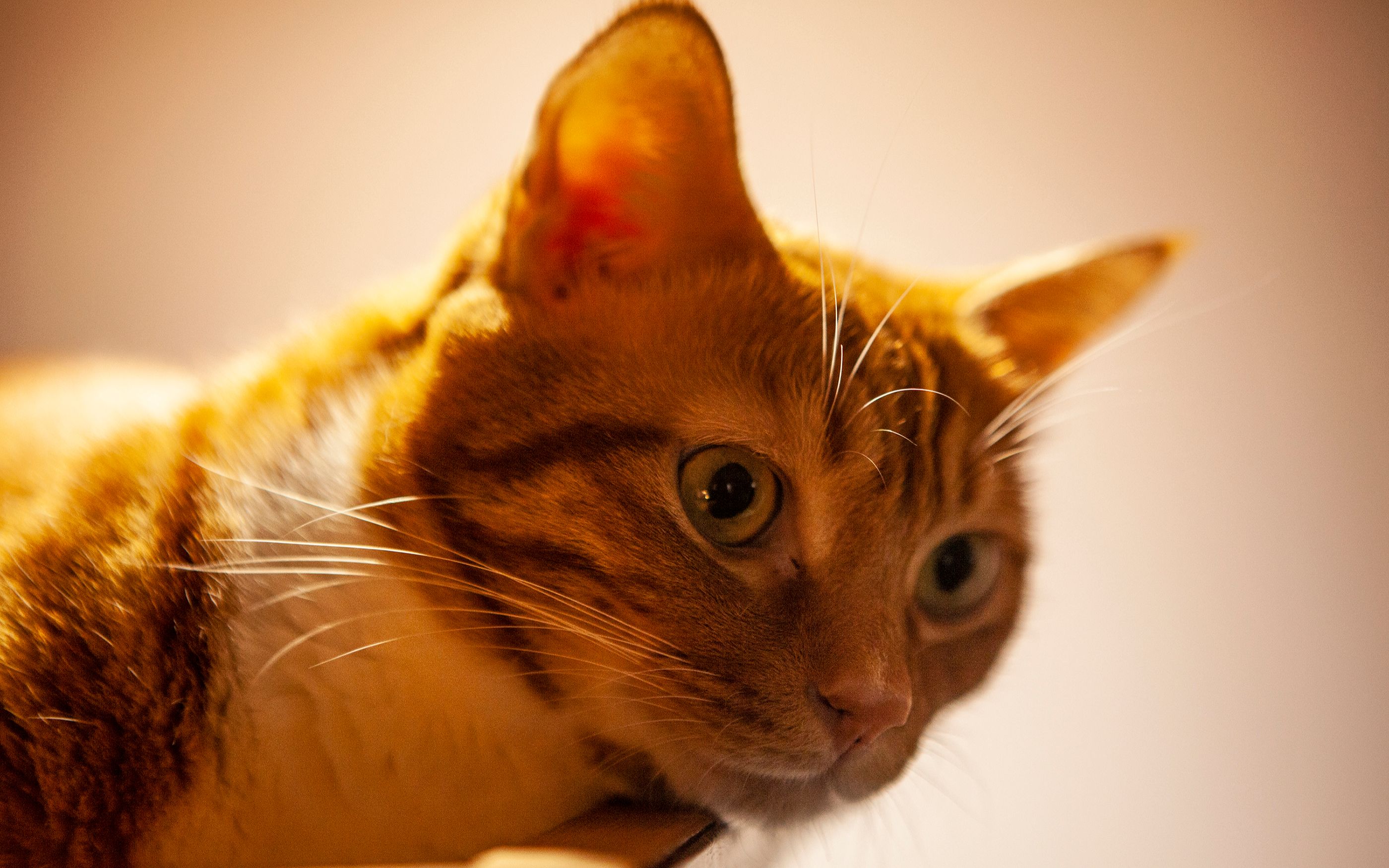 【胖小咪猫咪】no.07 以猫的视角近近地看猫