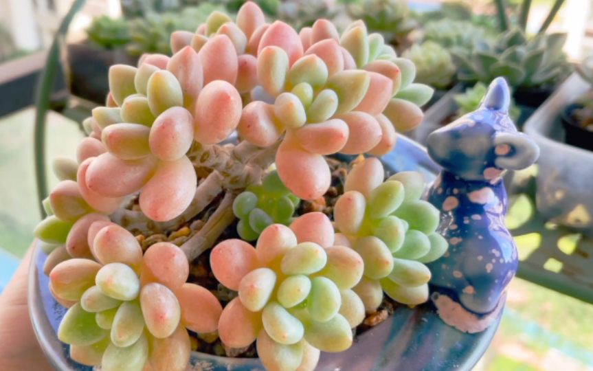 【多肉植物】一颗小乖乖—鱼子酱