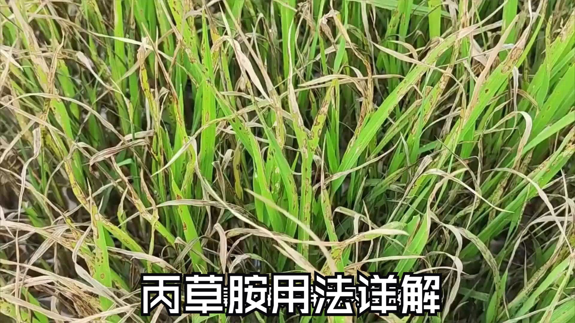丙草胺用法详解1