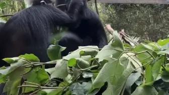 Скачать видео: 大文真的太辛苦了，打三份工哈哈哈哈哈1:熊猫饲养员、2、兼职主播、3、兼职黑叶猴，坐拥后宫三千佳丽