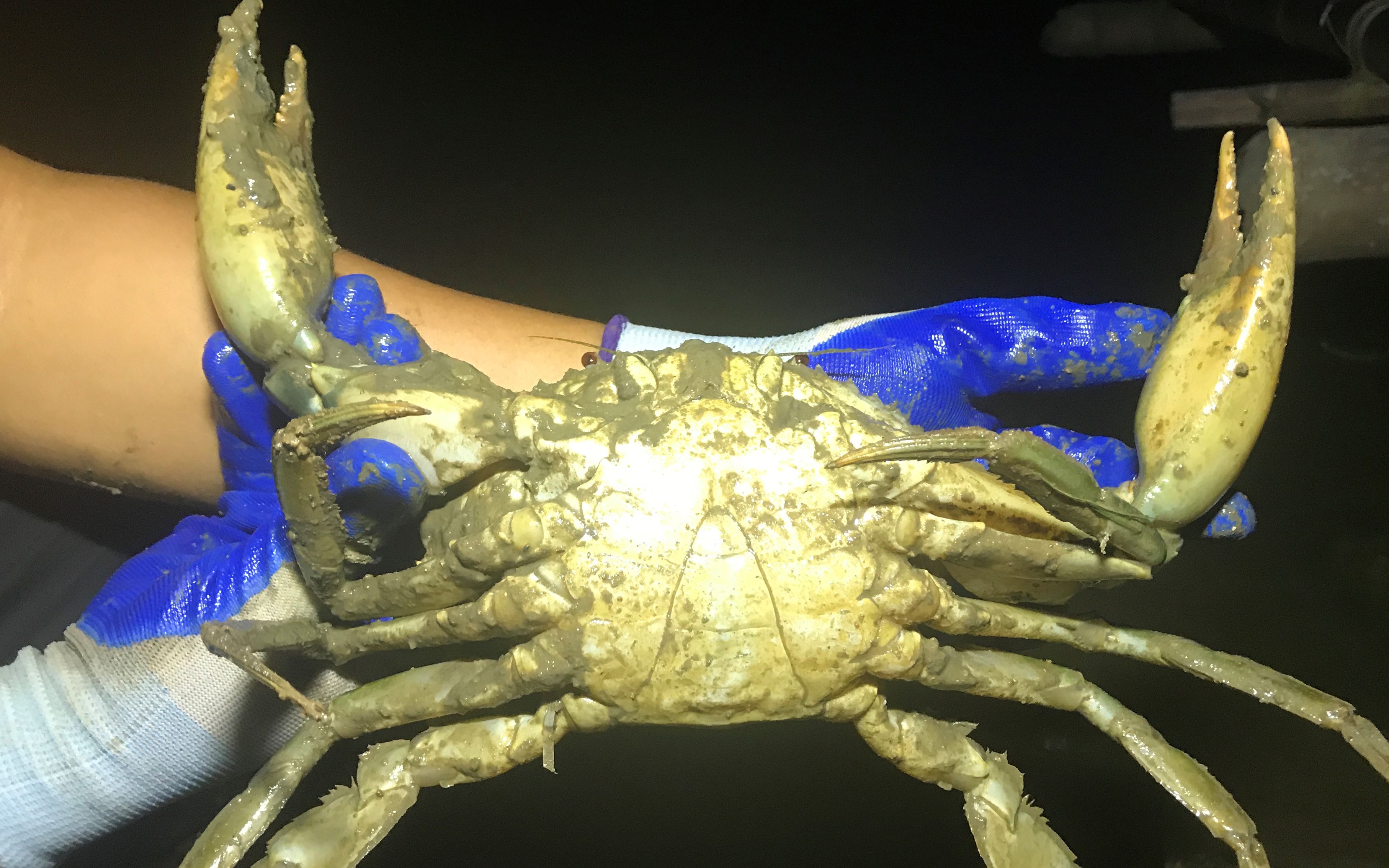 阿兴晚上赶海碰到两斤多大青蟹,蟹钳都比手臂大,这次要赚大了