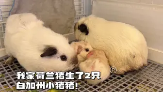 Download Video: 我家白加州荷兰猪生小猪猪啦！一大碗悄无声息的就生了两只白加州荷兰猪！