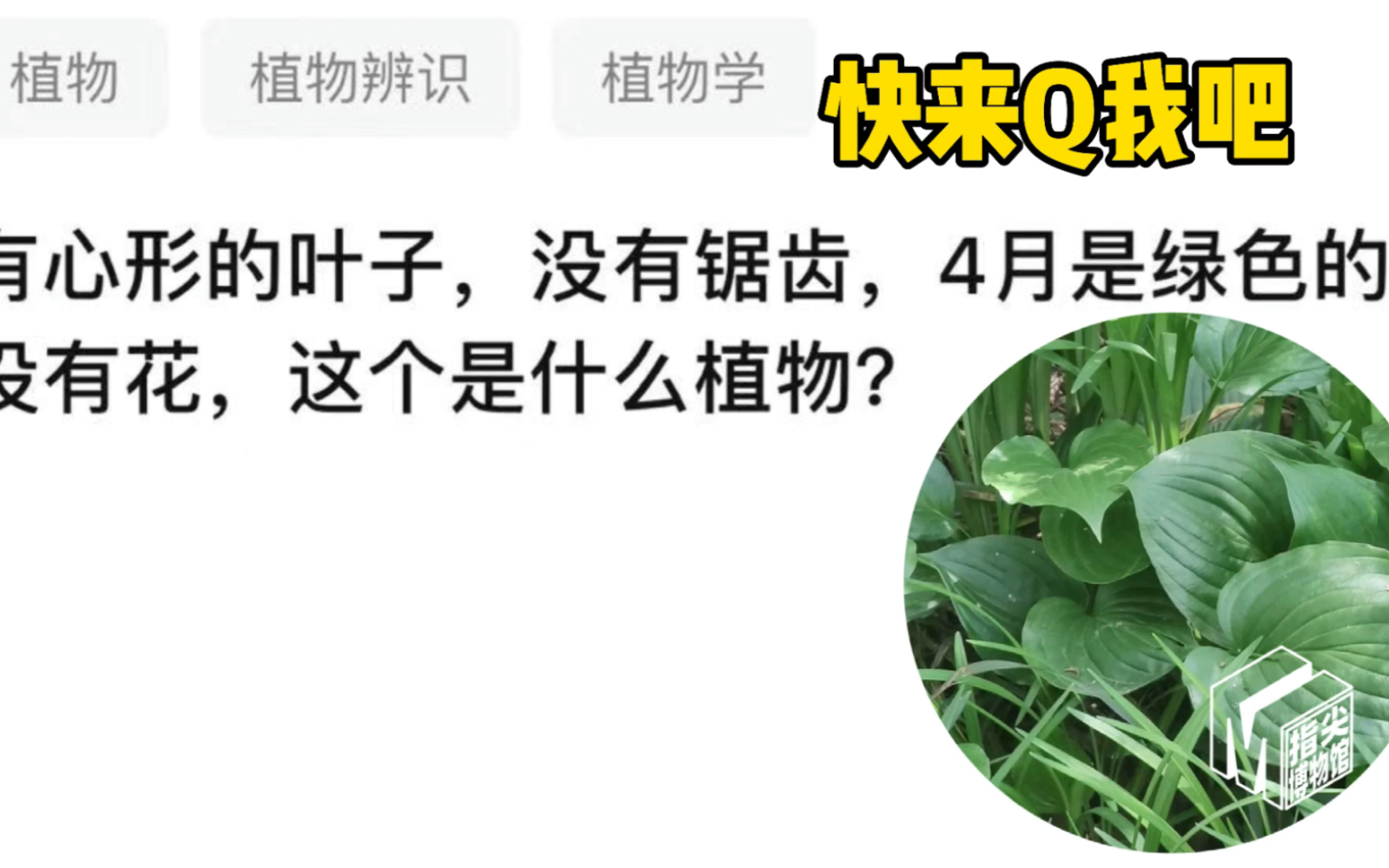 快来Q我吧|这种心形叶子的植物叫什么?哔哩哔哩bilibili