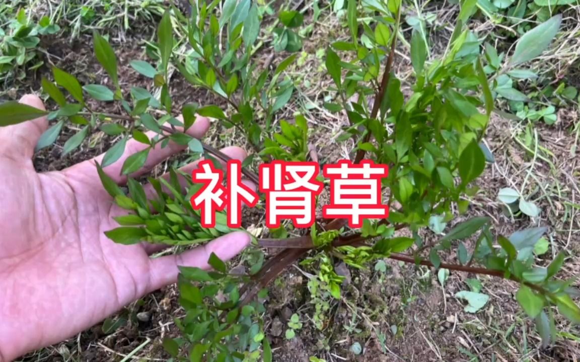 绿化带生长的农村“补肾草”,它用途特别强大,赶快认识并了解下哔哩哔哩bilibili