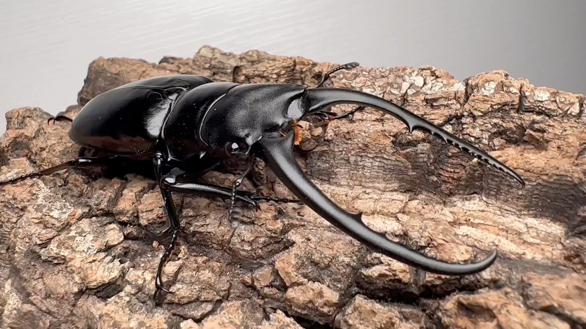 孔夫子锯锹—广东