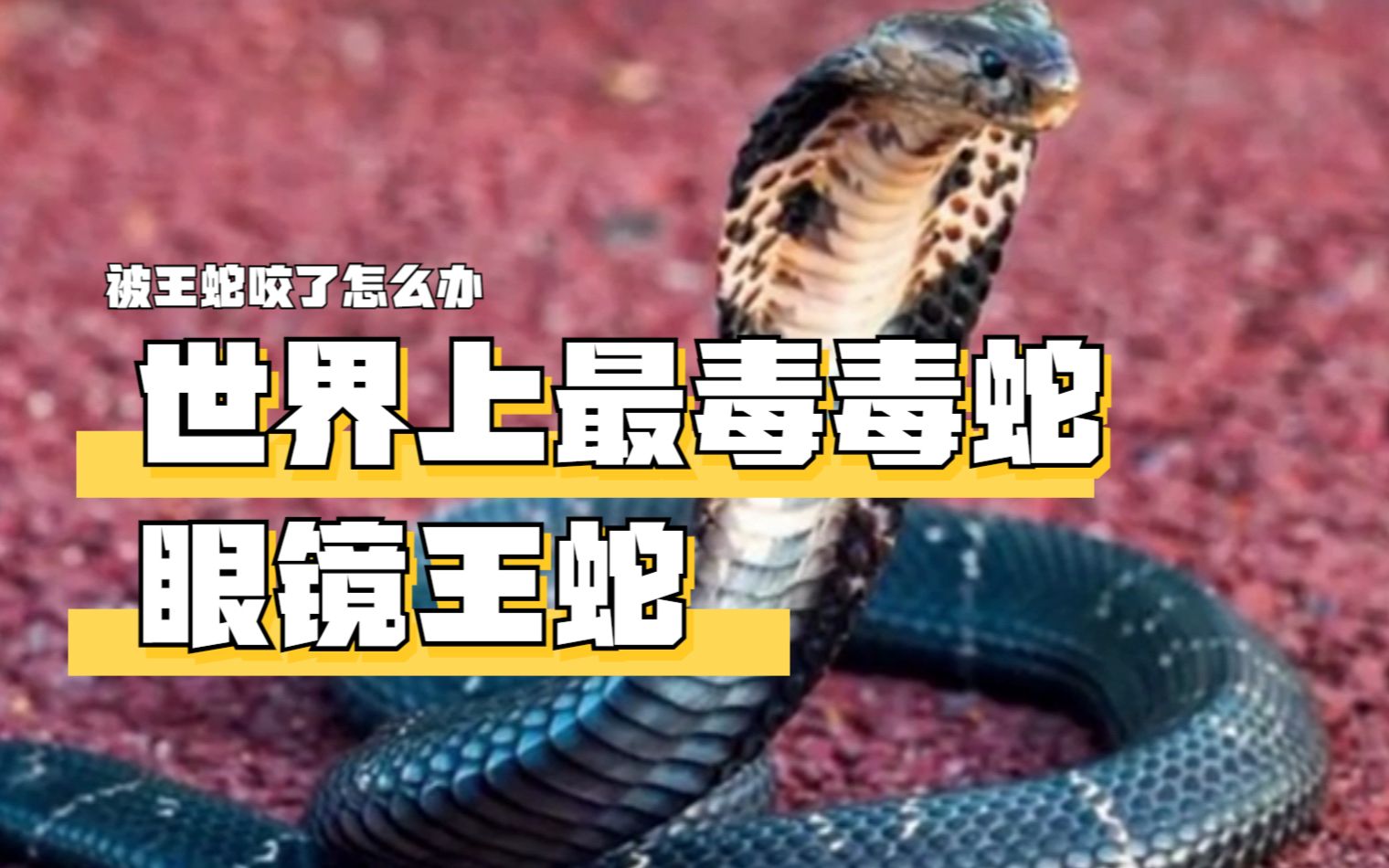 世界上最大最毒的毒蛇-眼睛王蛇