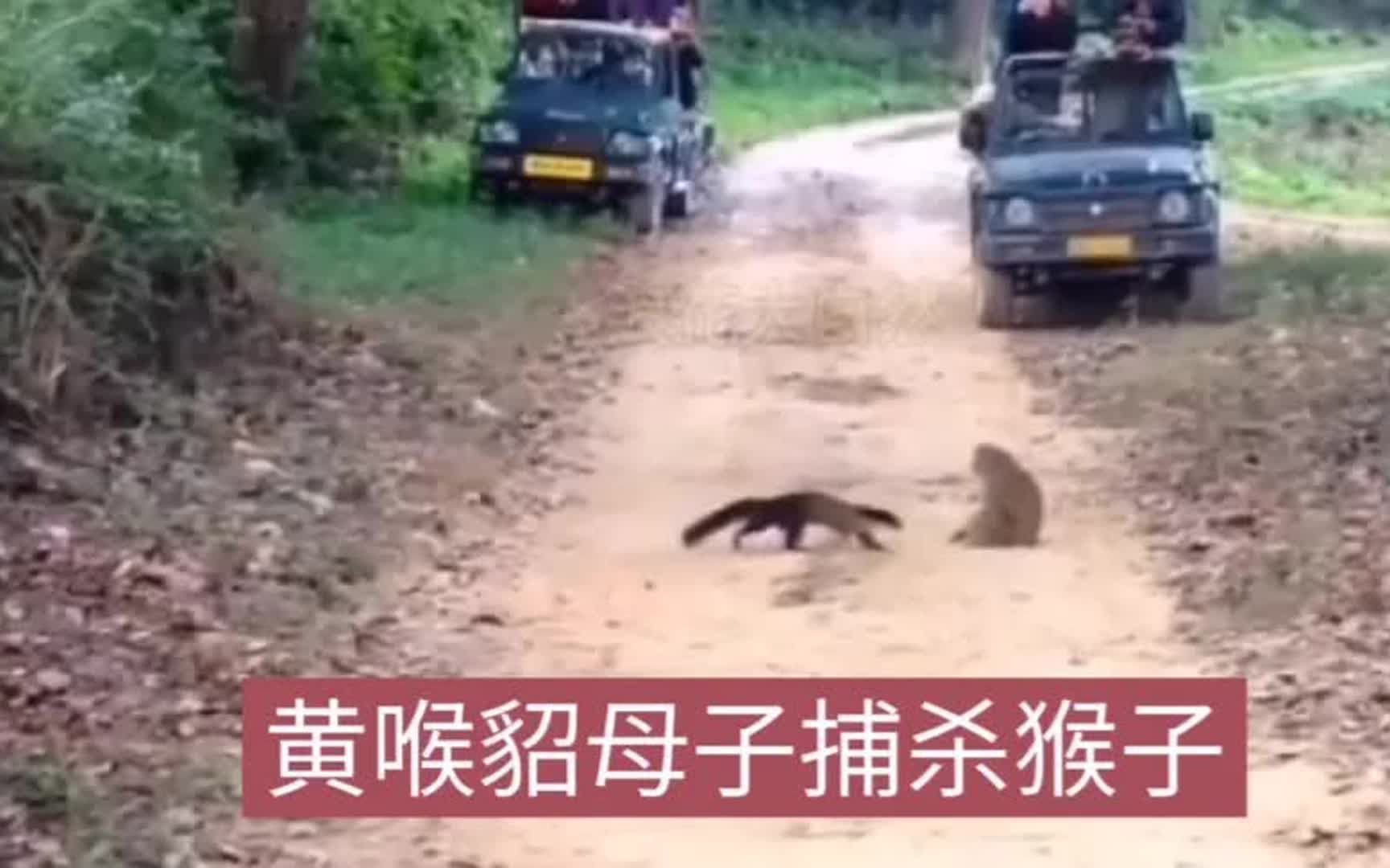 黄喉貂母子捕杀猴子,直接前后夹击乱啃乱咬,太惨了!