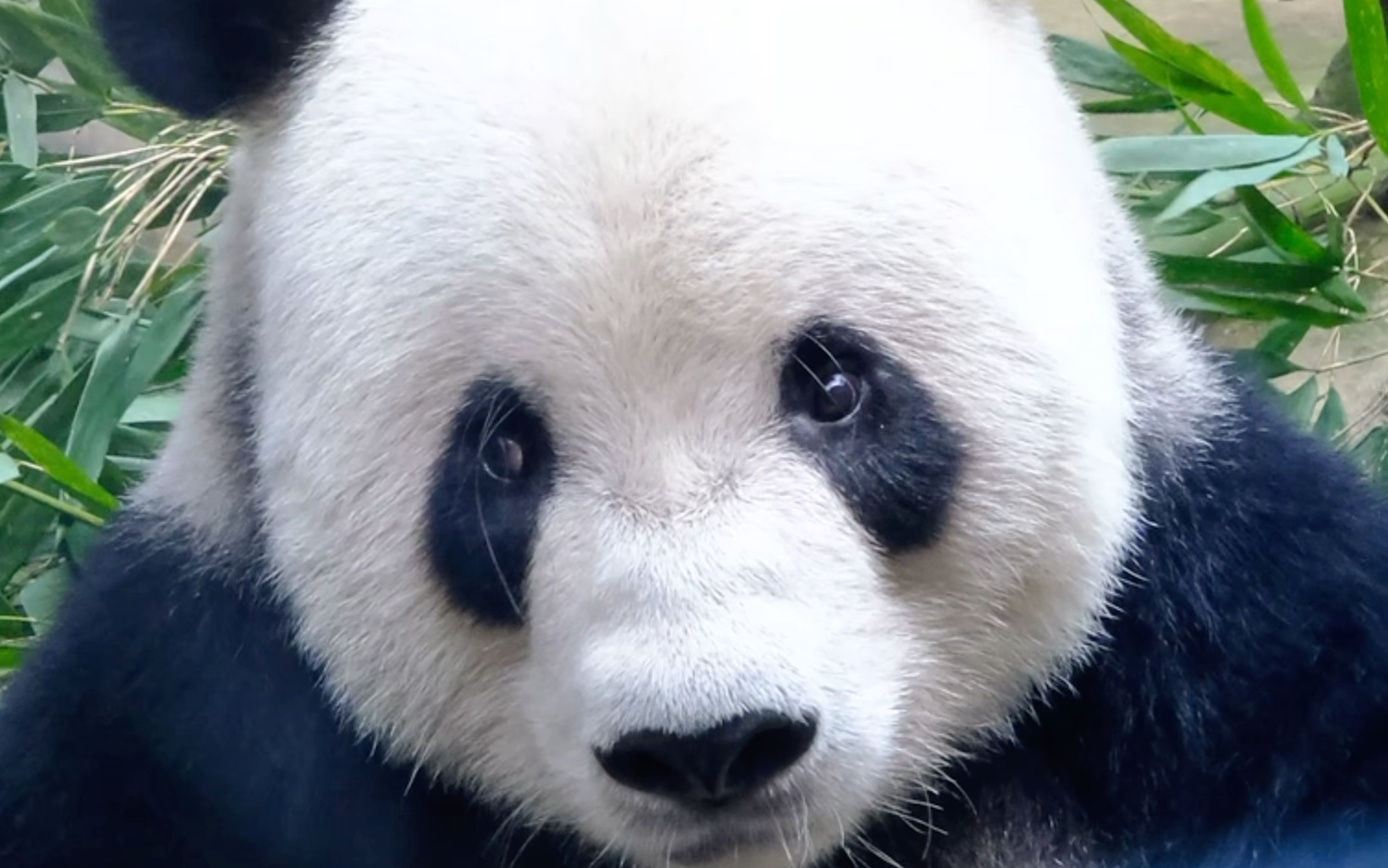 这委屈巴巴的小眼神,太招人疼了