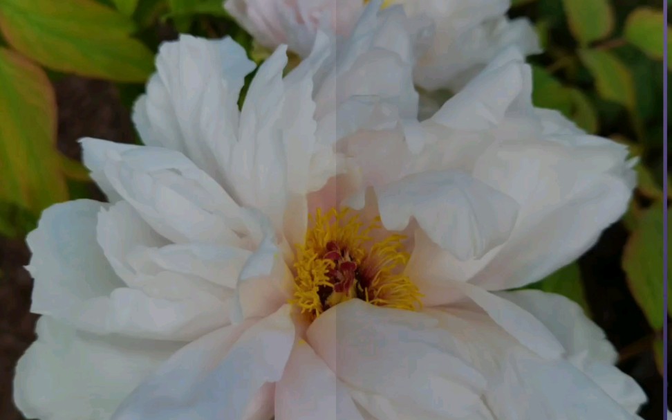 看看勺园的牡丹花