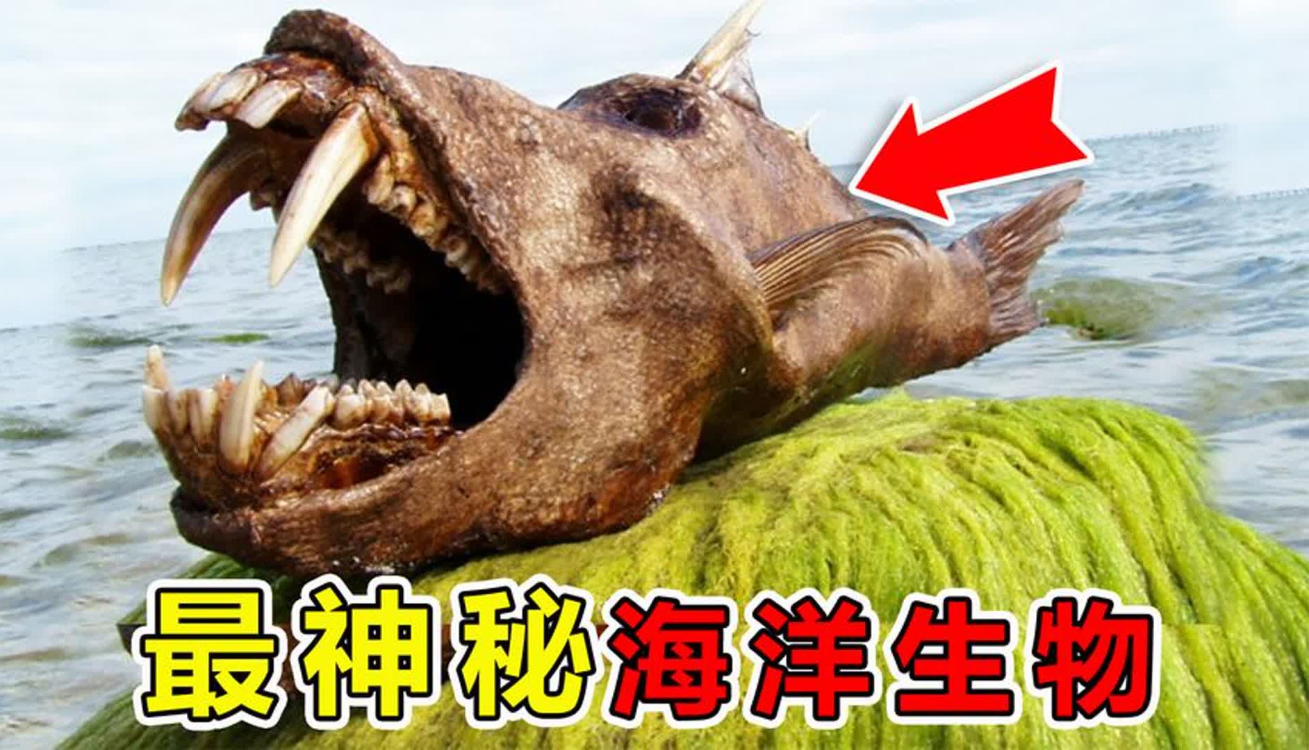 马里亚纳海沟 生物图片