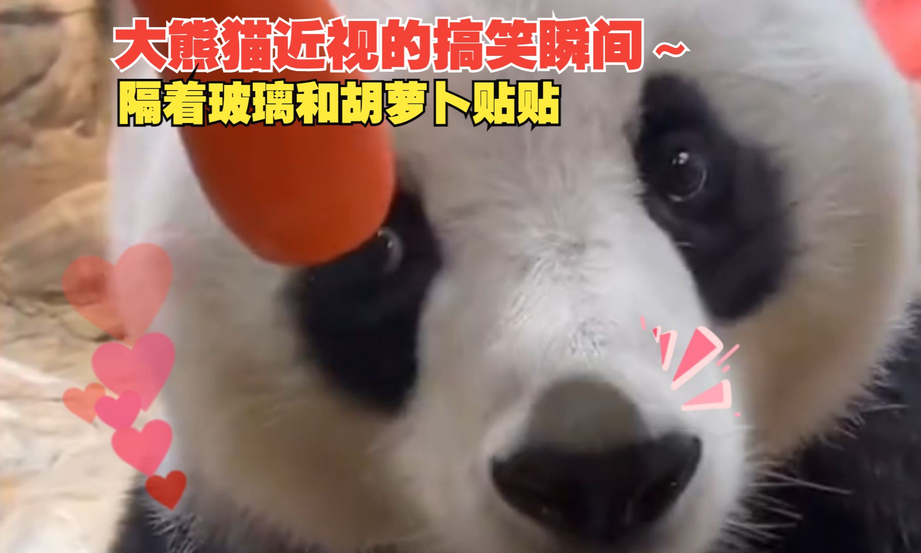 大熊猫近视眼的搞笑瞬间
