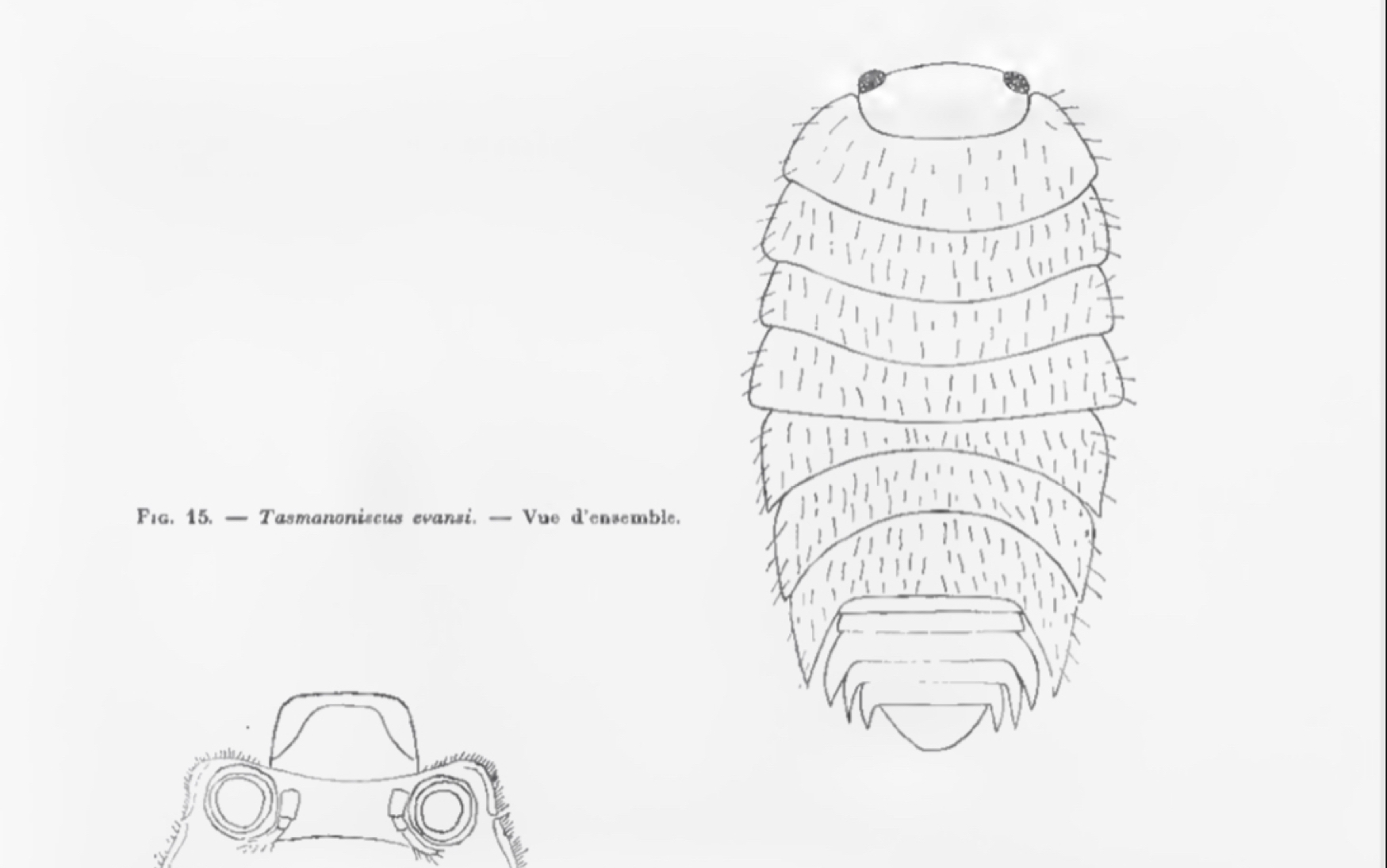 (2p)[潮虫补完计划3:无科之属](2)原属于潮虫科的无科之属 身上很多