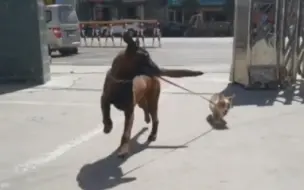 Tải video: 警犬出去玩竟“拐”回一只走失小柯基，网友：惊现顺嘴牵狗名场面…