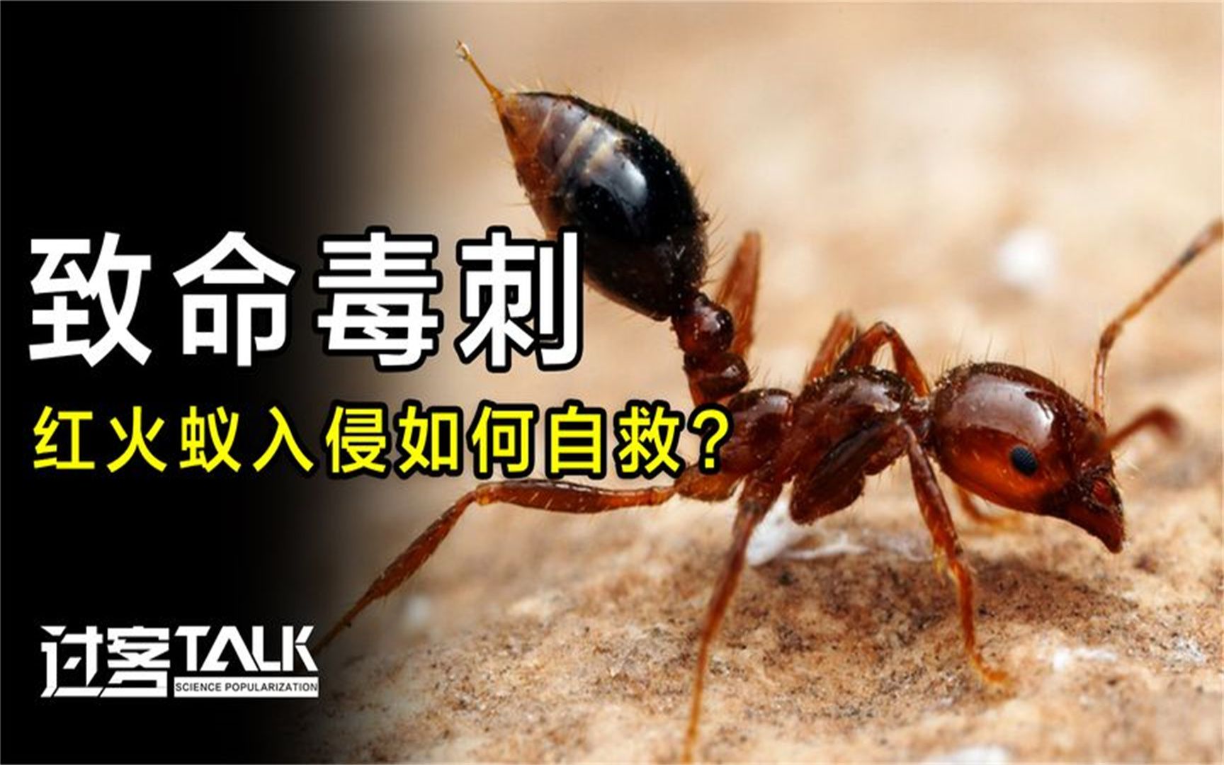 紅火蟻入侵12個省份!它到底是哪裡來的?被叮咬有什麼嚴重後果?