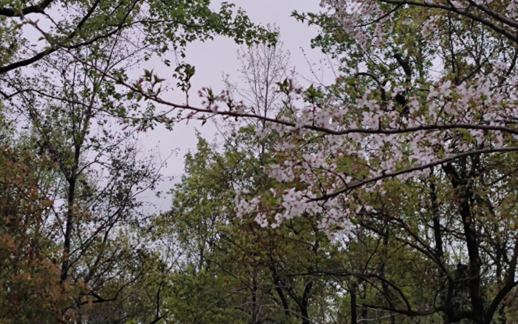 [图]坐在傍晚的花树下