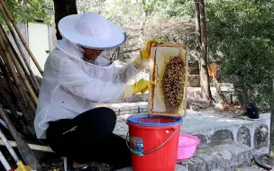 Descargar video: 小伙七天前刮过一次蜂蜜，现在蜜蜂又存满了蜂蜜，龙眼树开花大流蜜，小伙又可以用汤勺刮取蜂蜜了