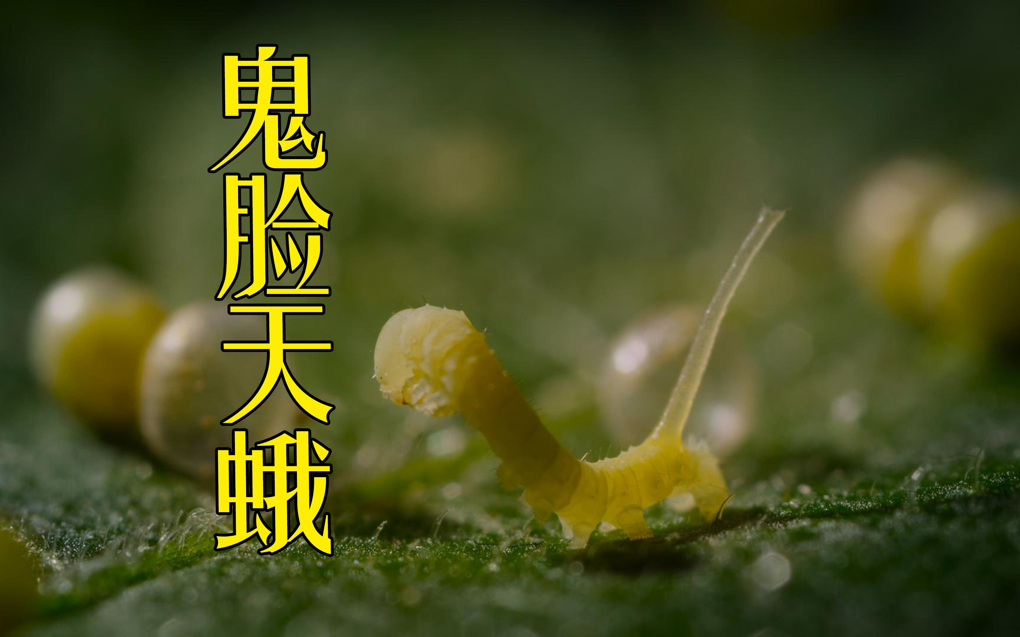 鬼脸天蛾:西红柿我从小吃到大