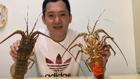 450买两只大青龙虾 一只一斤重一口吃下去满满的膏 哔哩哔哩