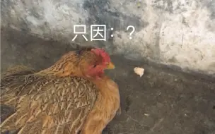 Tải video: 给鸡吃鸡肉，鸡会怎么样？