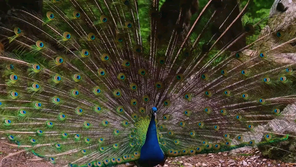 [图]英文词汇百科：100种鸟类的名称100 Birds Name in English