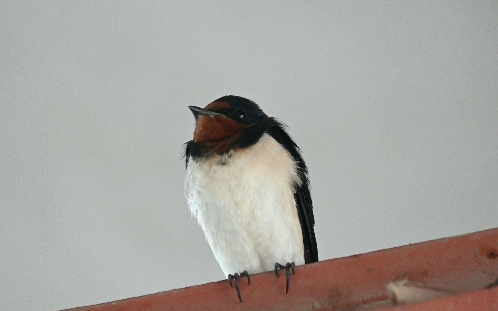 雨天怼脸拍燕子