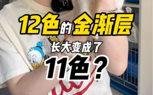 12色金渐层长大变11色了！？