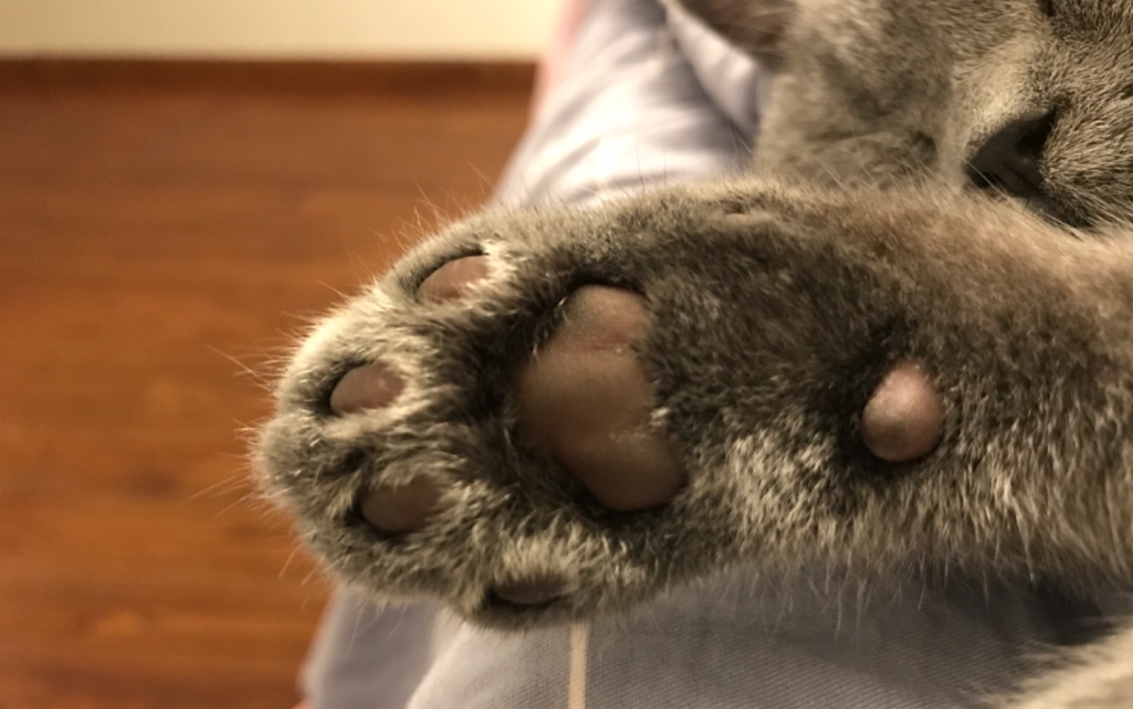 来星diary一起来薅一把英短蓝猫的小肥手呀