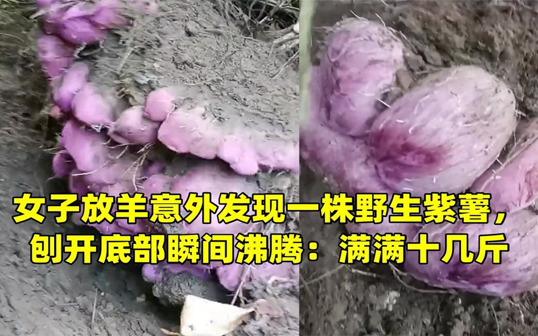 野生紫薯长什么样子图片