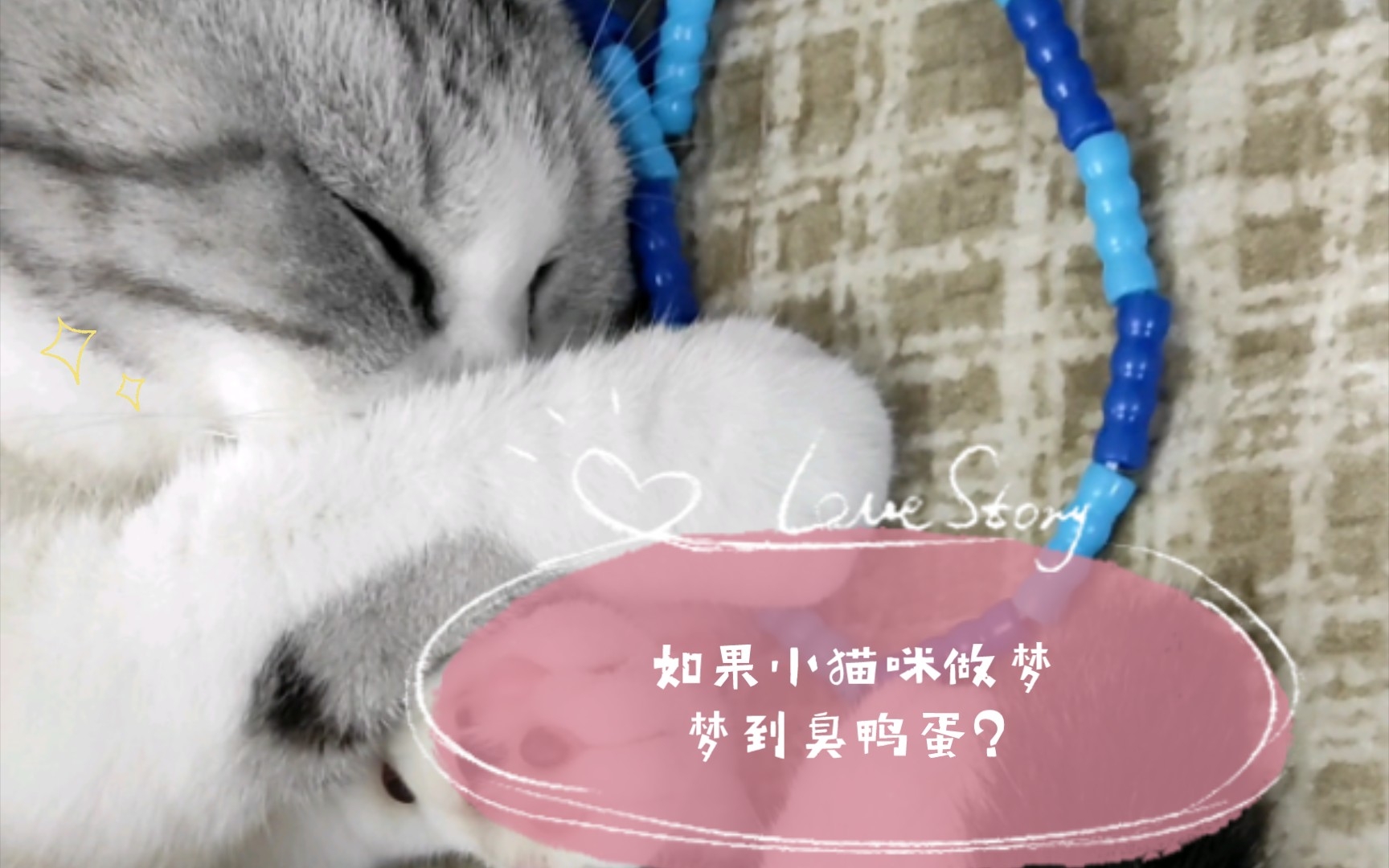 如果小猫咪做梦梦到臭鸭蛋?哔哩哔哩bilibili