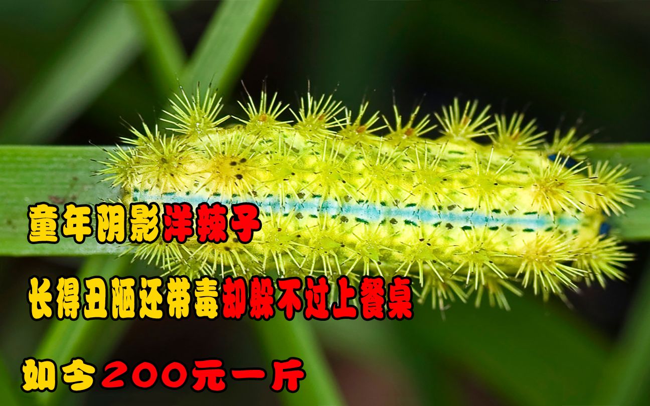 童年阴影洋辣子,长得丑陋还带毒却躲不过上餐桌,如今200元一斤_哔哩