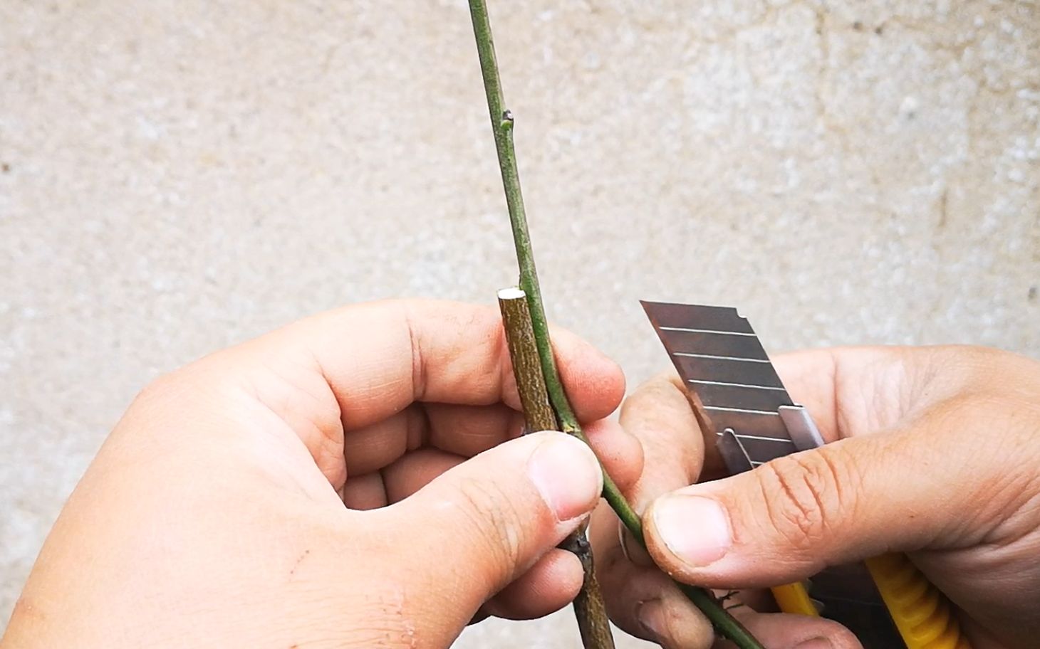 今天我们来演示一下靠接法,这种方法非常适合嫁接桂花等树木_哔哩哔哩