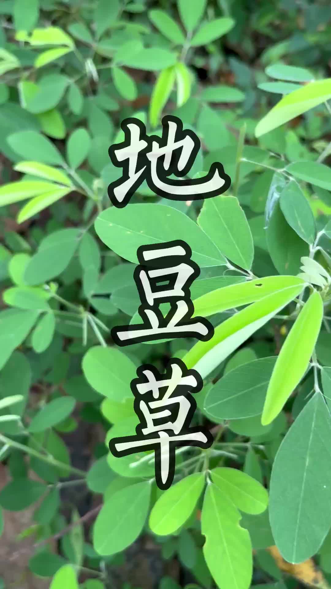 这种青草叫做地豆草#青草#潮汕#三农#助农