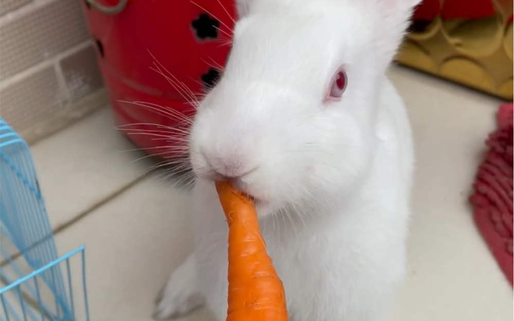 小白兔白又白爱吃萝卜爱吃菜
