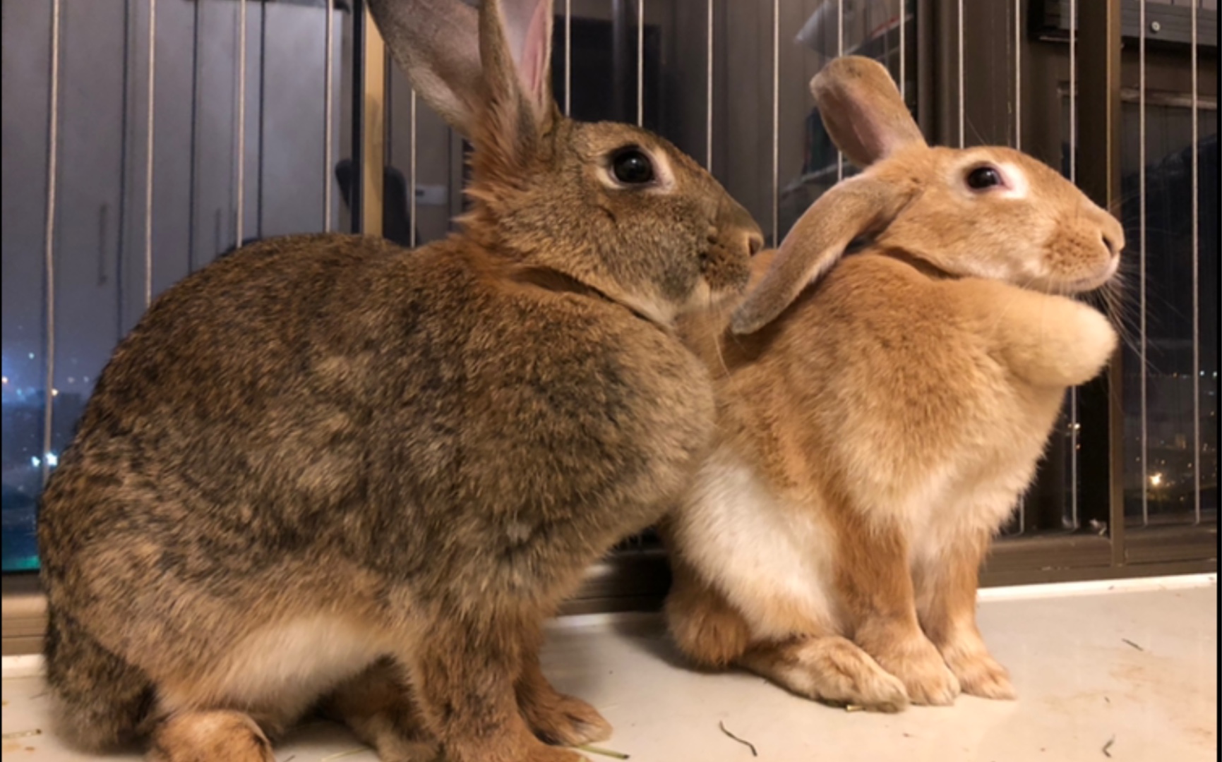 渣渣兔发呆日常