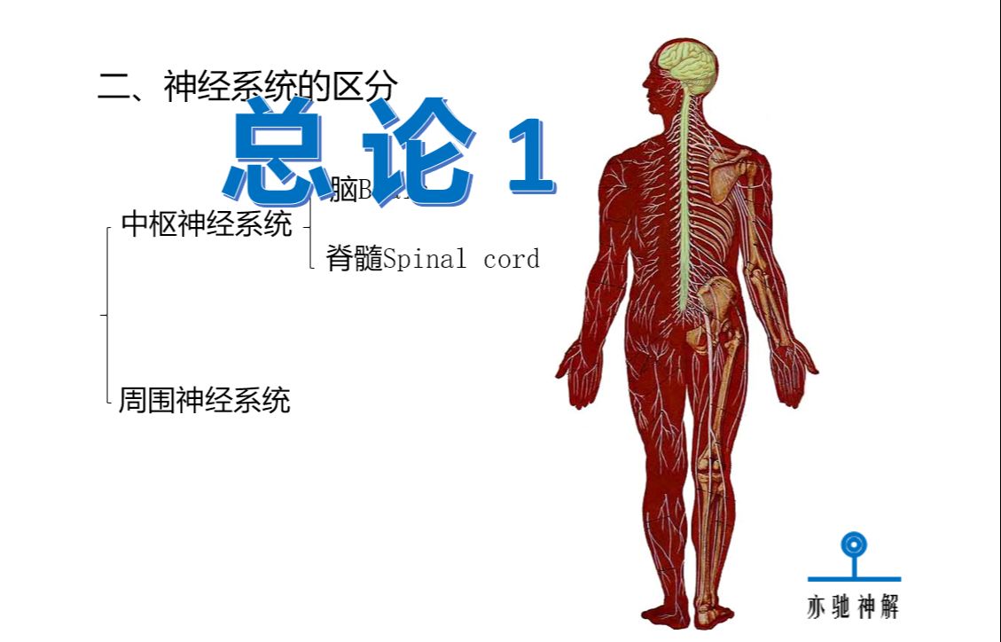 神经解剖学:总论1哔哩哔哩bilibili