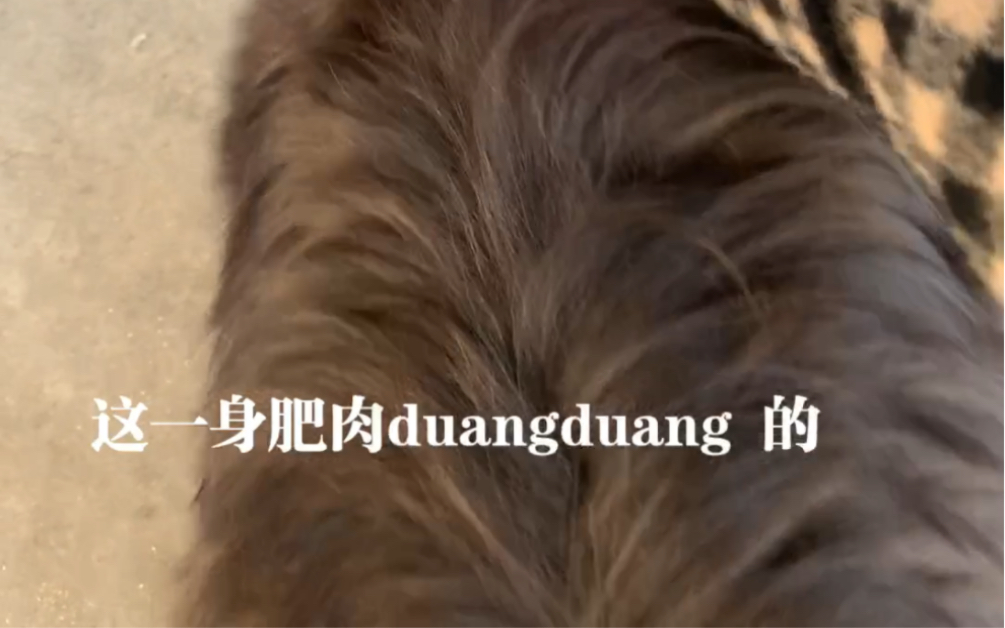 这一身肥肉duangduang 的