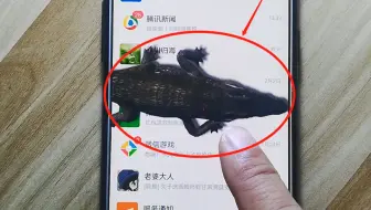 听说手机可以养宠物了，我养了只鳄鱼试试看，好吓人!