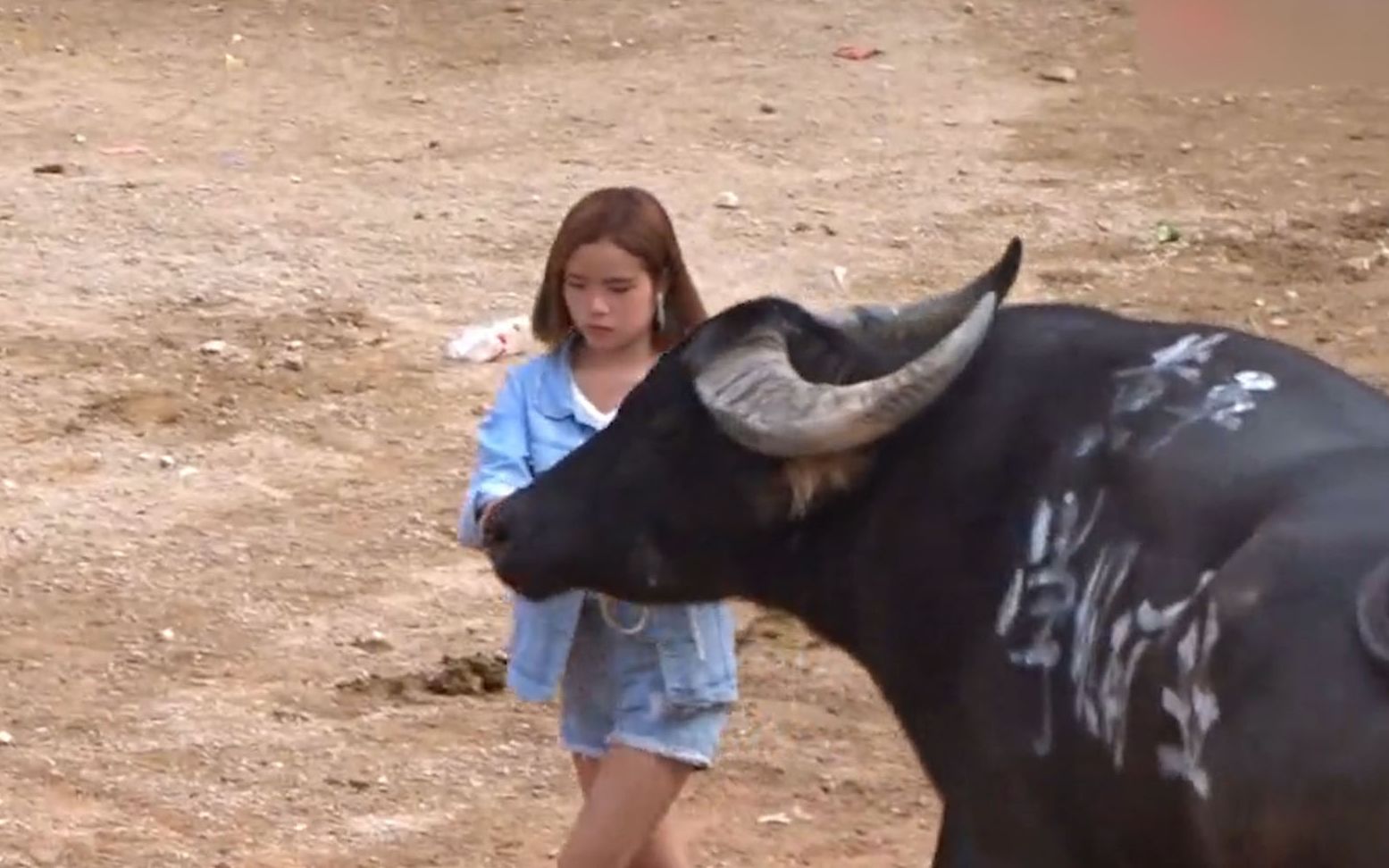 农村美女拉牛比赛!牛王不负众望征服全场,看到对手飞奔硬撞