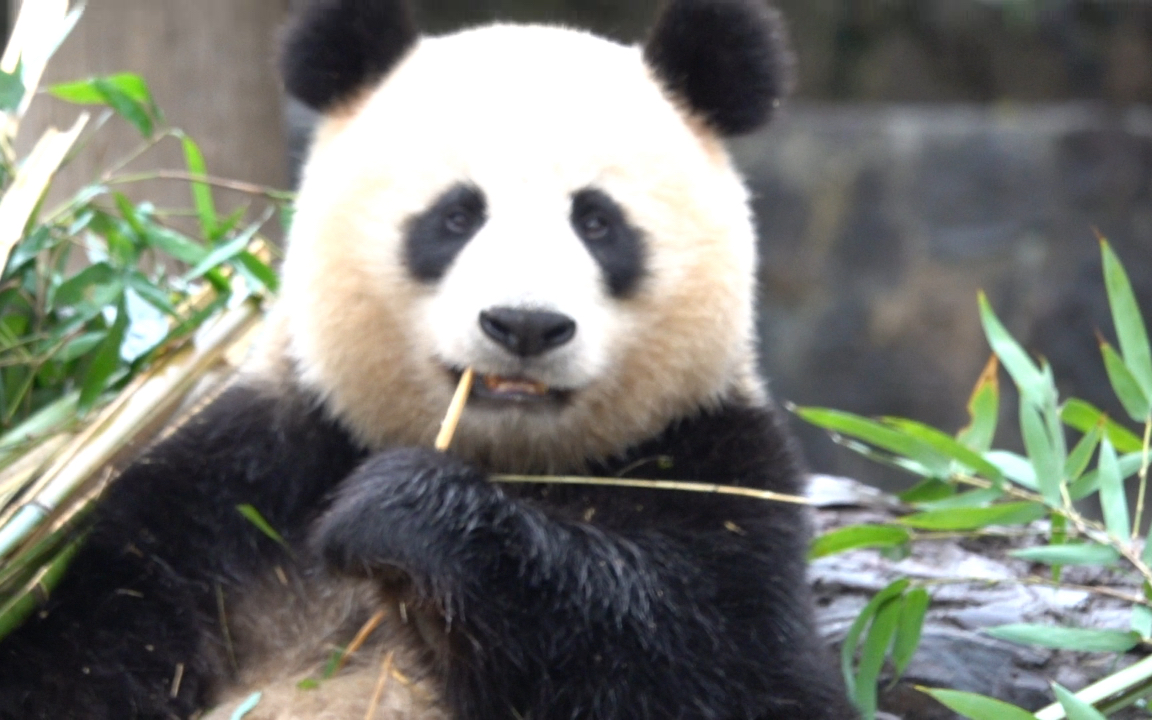 【大熊猫喜豆】都江堰盼盼园一线巨星吃播中_哔哩哔哩_bilibili