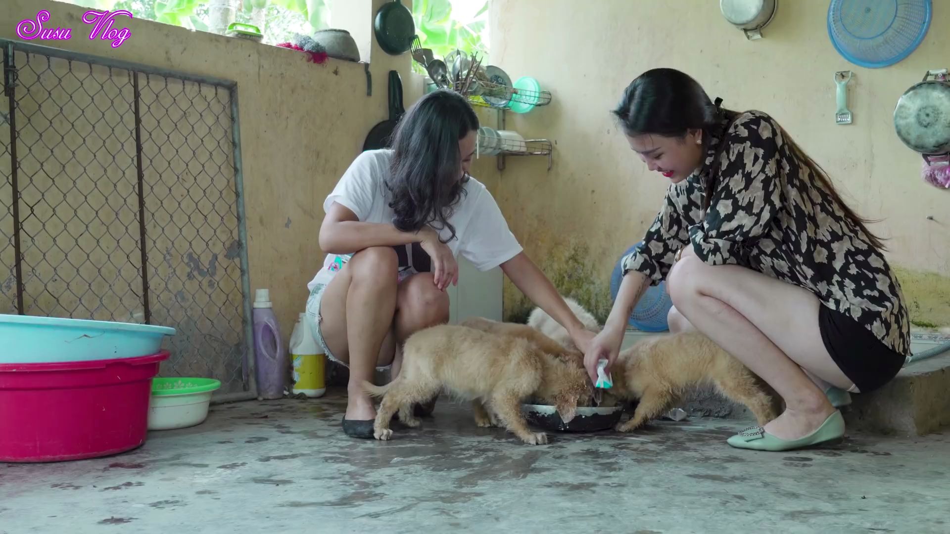 农村少妇 日常 Feed the beautiful puppies while they are very hungry哔哩哔哩bilibili