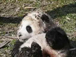 熊猫崽崽：熊生就是干净也过 不干净也过