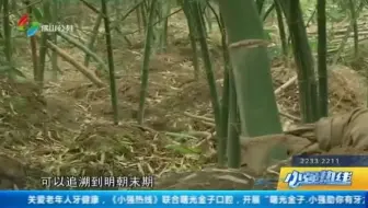 张槎沙口笋上市 甜滑鲜受食客欢迎（佛山电视台《小强热线》2019.5.23）