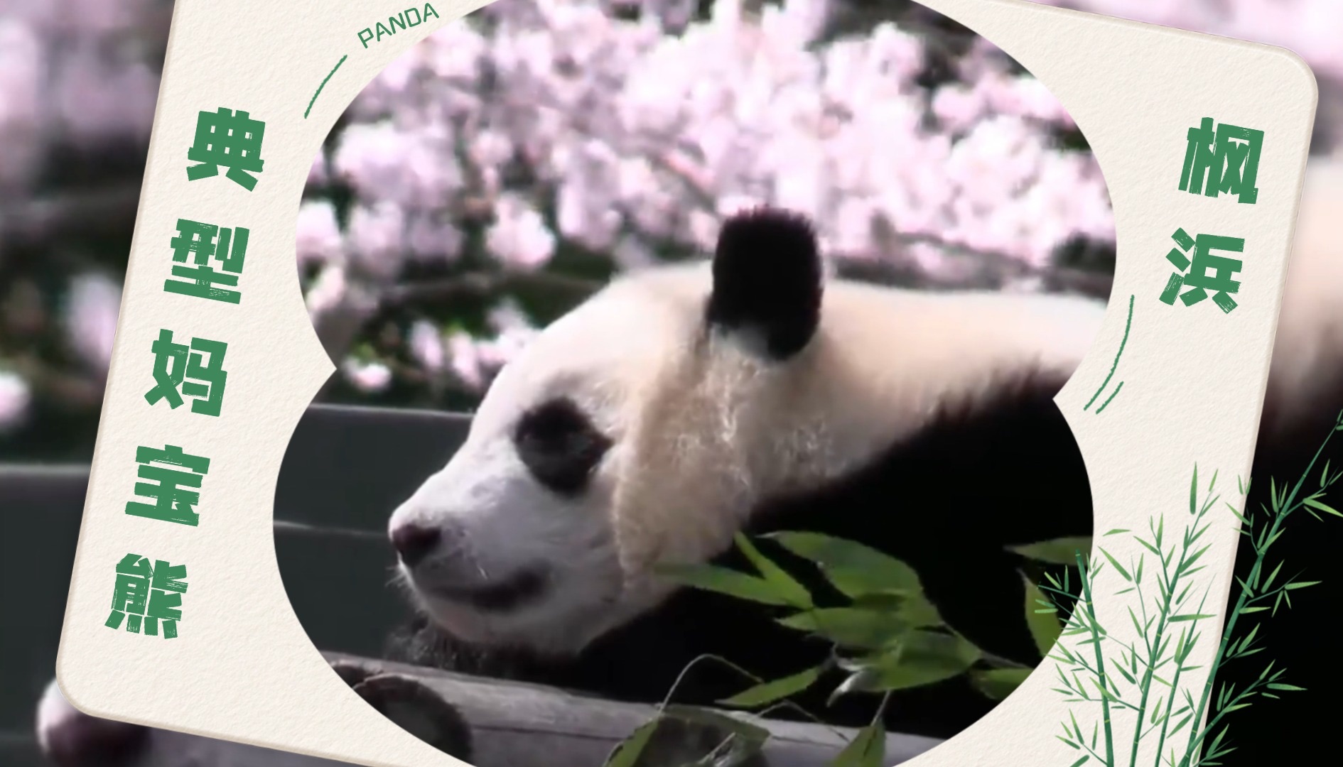 我真是笑晕了09 还有枫浜这种妈宝熊94