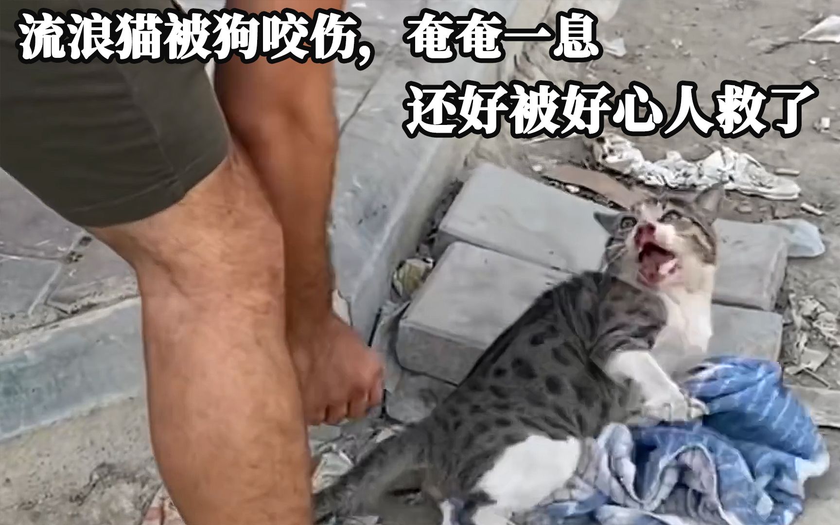 [图]流浪猫被狗咬伤，奄奄一息，还好被好心人救了！