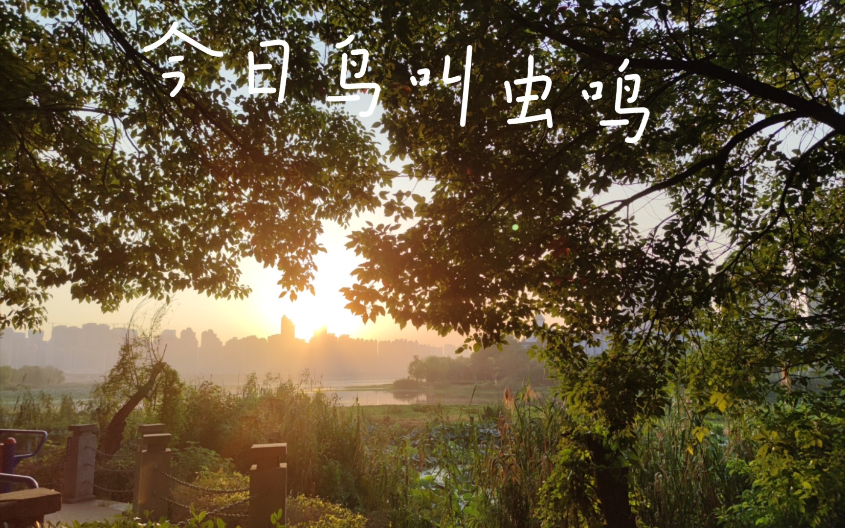 今日朝阳鸟叫虫鸣