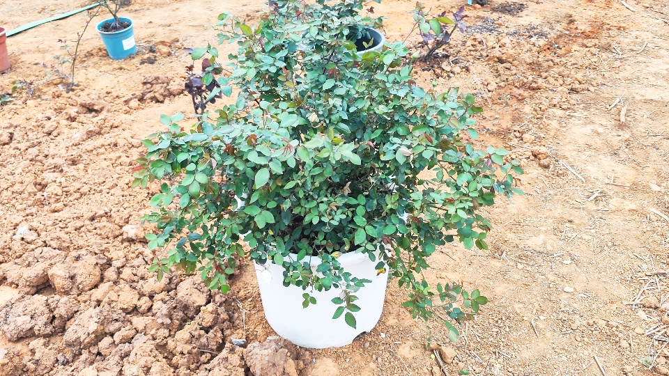 古老月季ht——春水绿波月季爱丽丝14弹药准备完毕