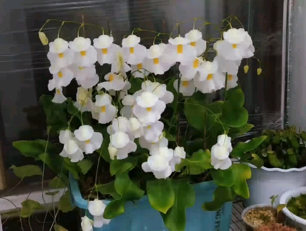 我种的高山狸藻_哔哩哔哩_bilibili