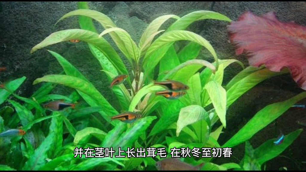 水草知识分享大柳哔哩哔哩bilibili